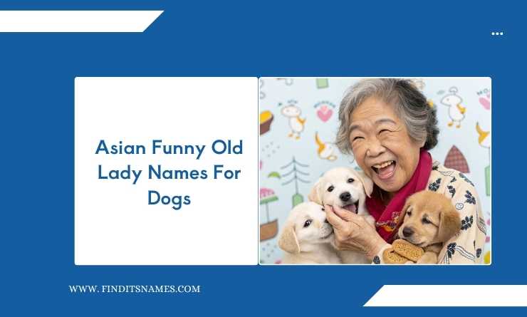 Asian Funny Old Lady Names For Dogs