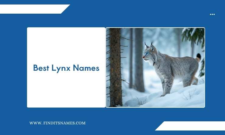 Best Lynx Names