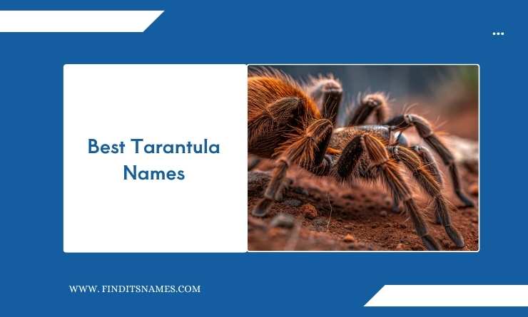 Best Tarantula Names