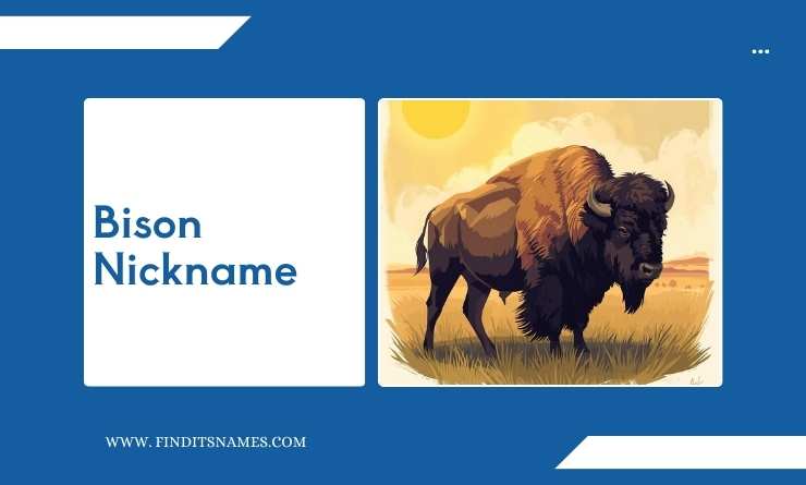Bison Nickname