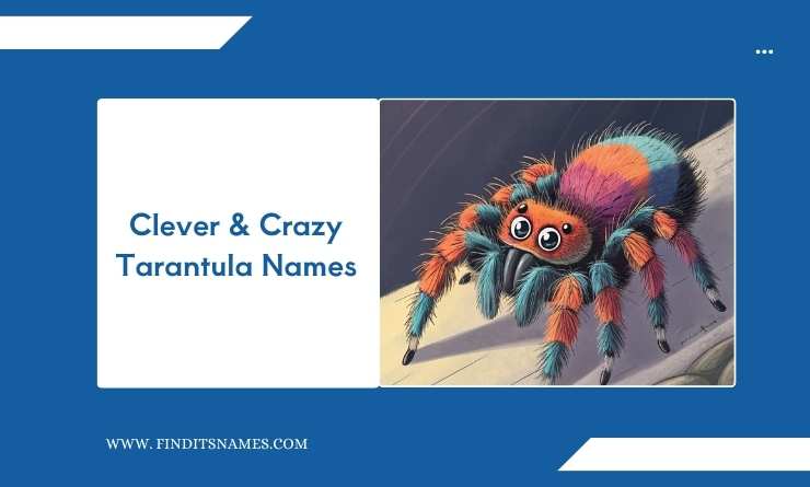 Clever & Crazy Tarantula Names