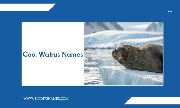 Cool Walrus Names