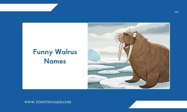 Funny Walrus Names
