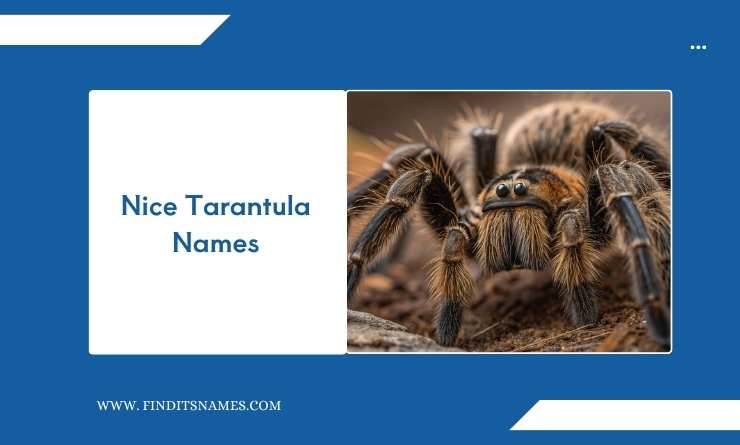 Nice Tarantula Names