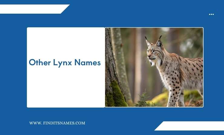 Other Lynx Names