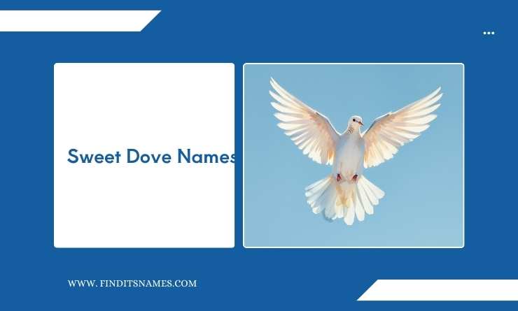 Sweet Dove Names