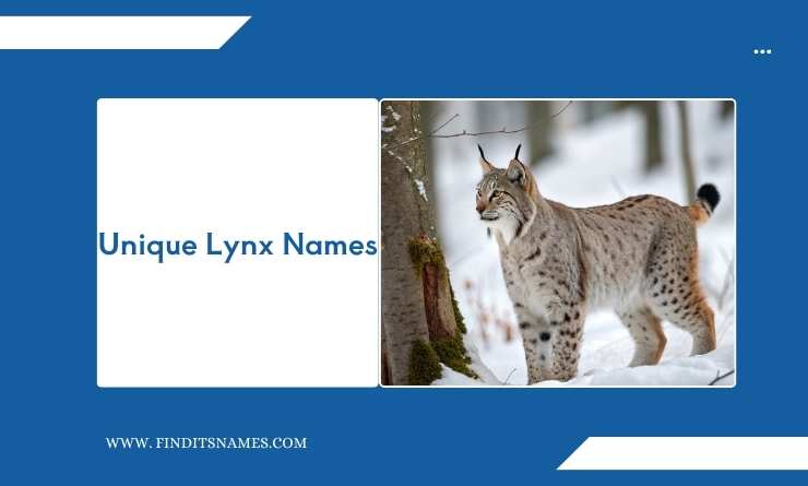 Unique Lynx Names