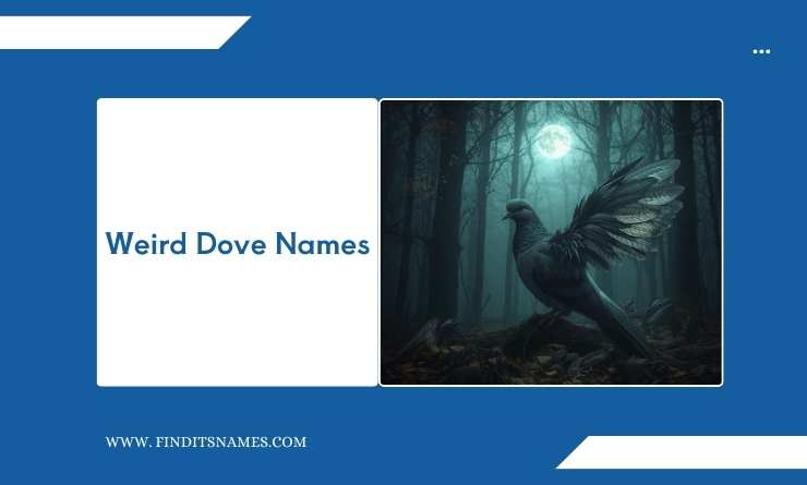 Weird Dove Names