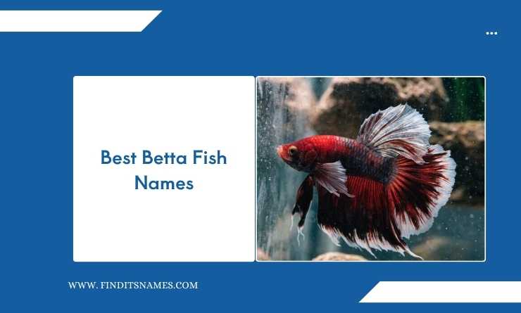 Best Betta Fish Names