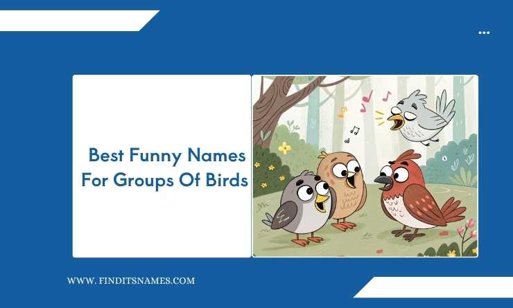 Best Funny Names For Groups Of Birds