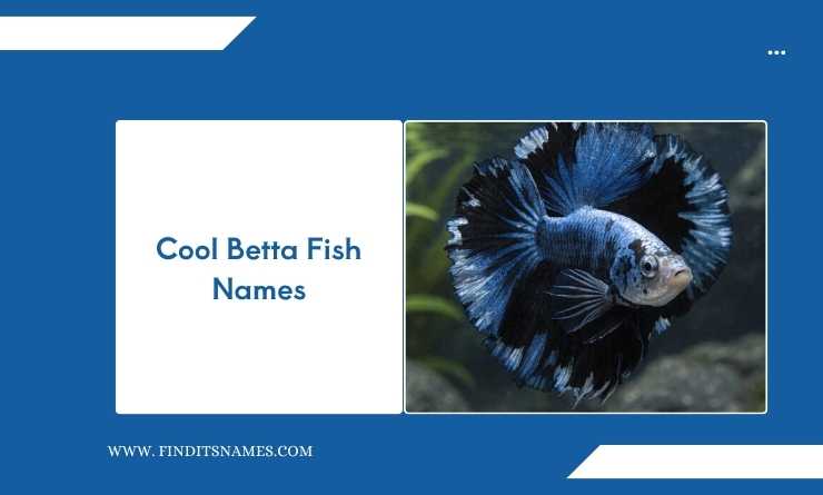 Cool Betta Fish Names