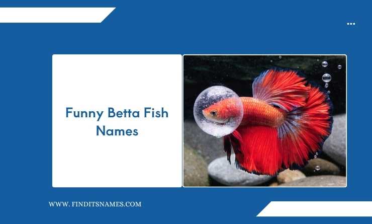 Funny Betta Fish Names