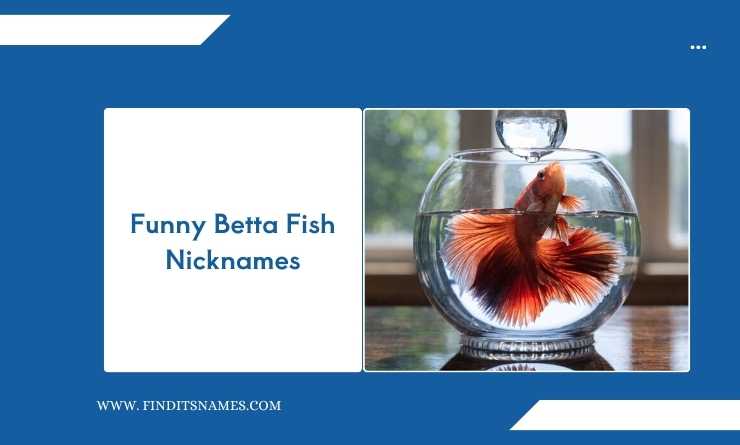 Funny Betta Fish Nicknames