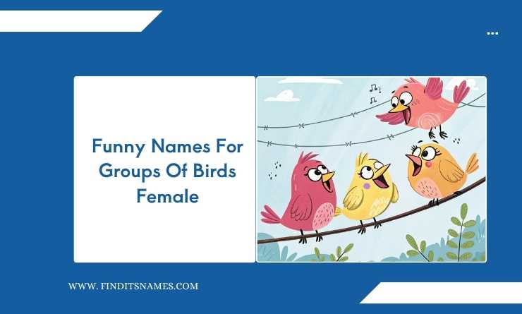 Funny Names For Groups Of Birds Female