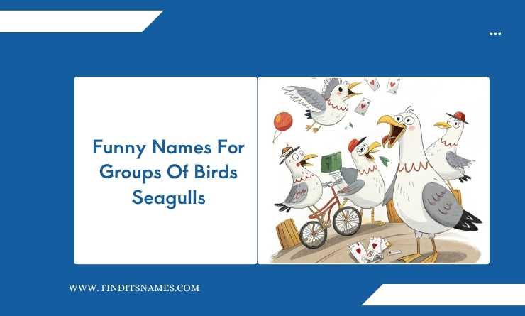 Funny Names For Groups Of Birds Seagulls