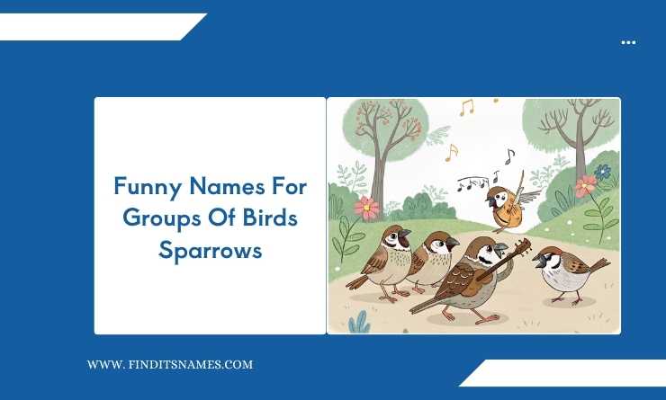 Funny Names For Groups Of Birds Sparrows