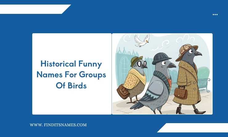 Historical Funny Names For Groups Of Birds