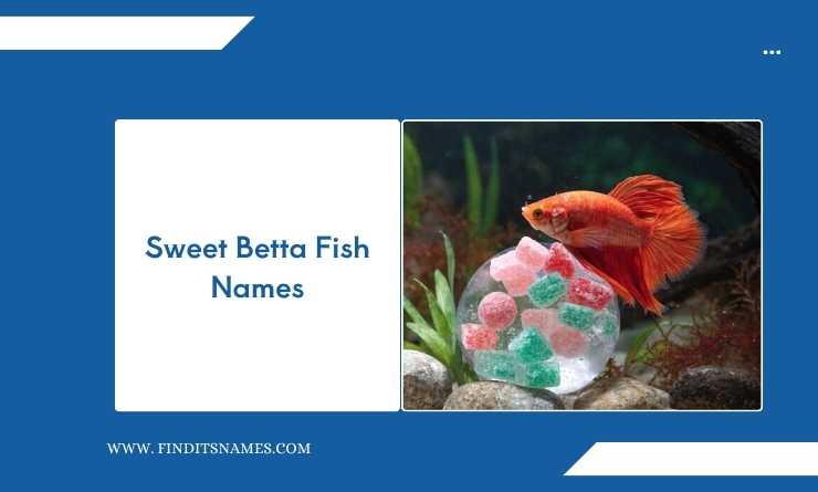 Sweet Betta Fish Names