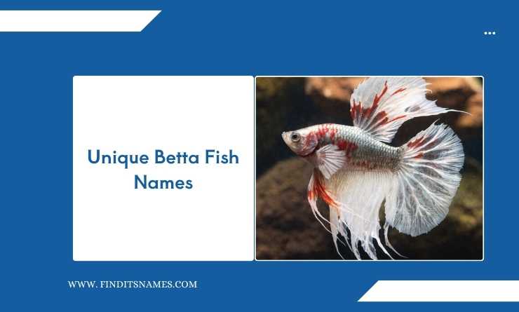 Unique Betta Fish Names