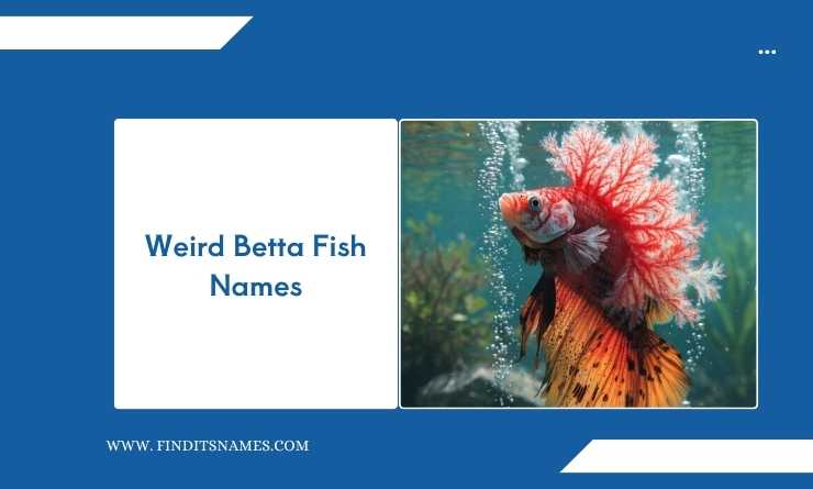 Weird Betta Fish Names