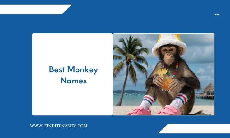 Best Monkey Names