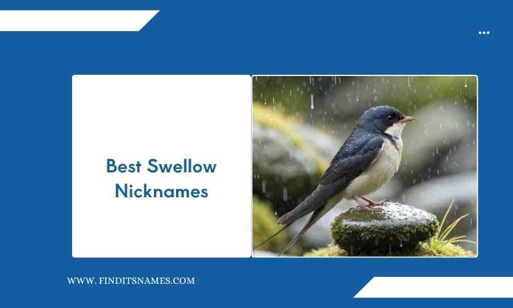 Best Swellow Nicknames