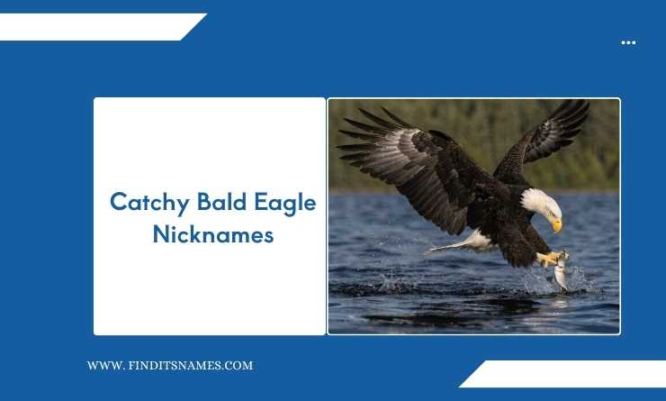 Catchy Bald Eagle Nicknames