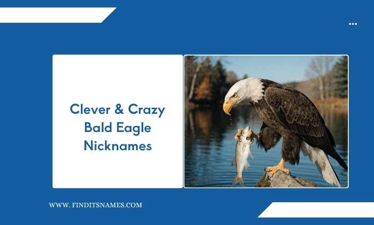 Clever & Crazy Bald Eagle Nicknames