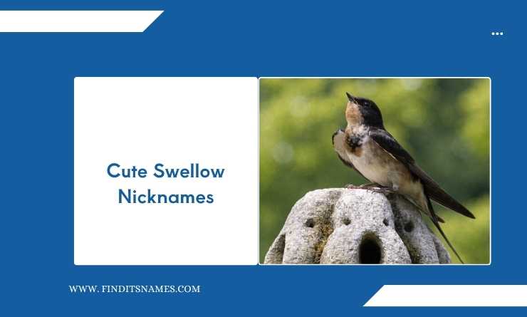 Cute Swellow Nicknames