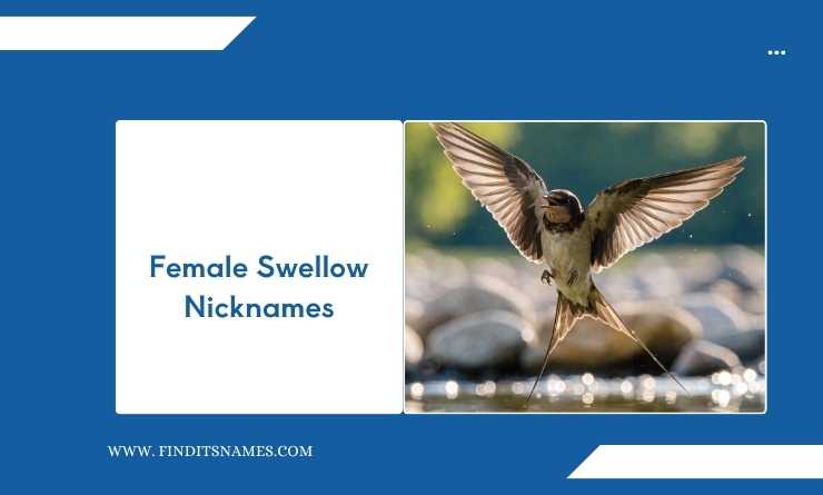 Female Swellow Nicknames