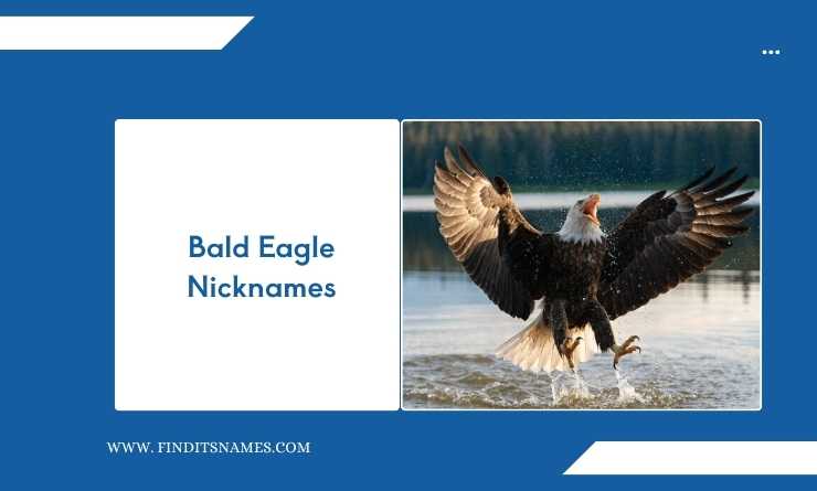 Bald Eagle Nicknames