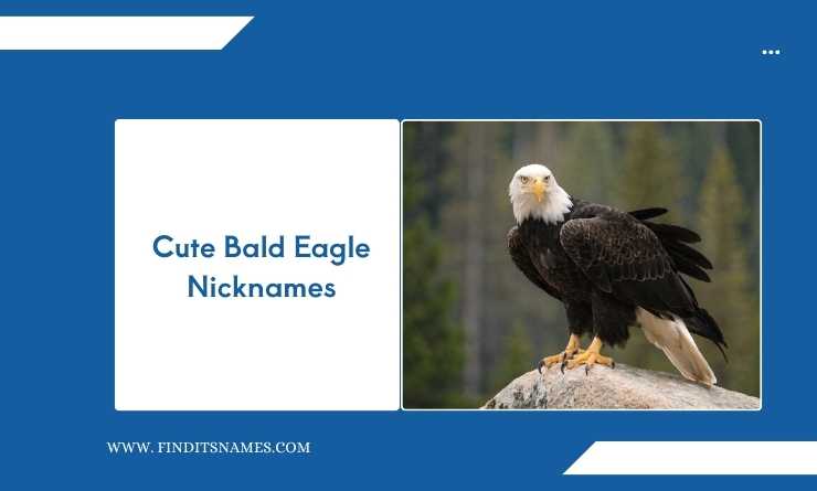 Cute Bald Eagle Nicknames