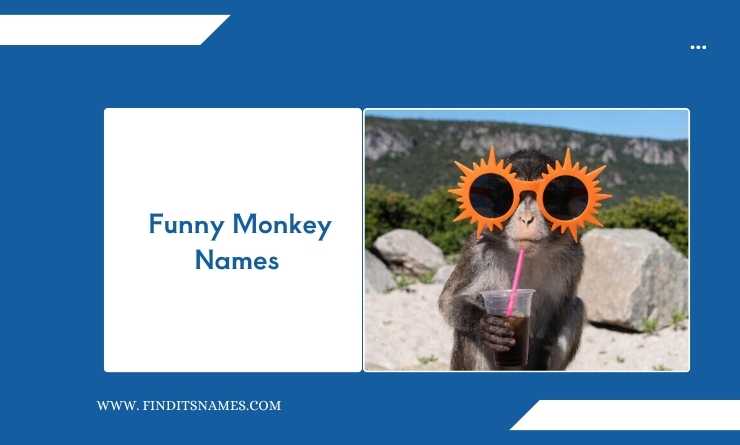 Funny Monkey Names