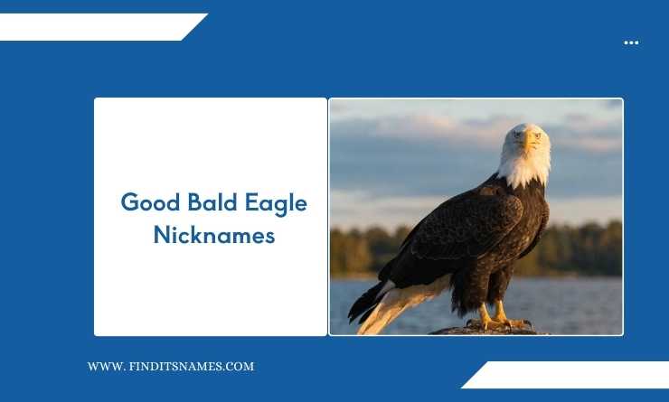 Good Bald Eagle Nicknames