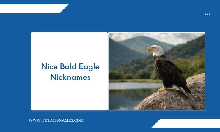 Nice Bald Eagle Nicknames