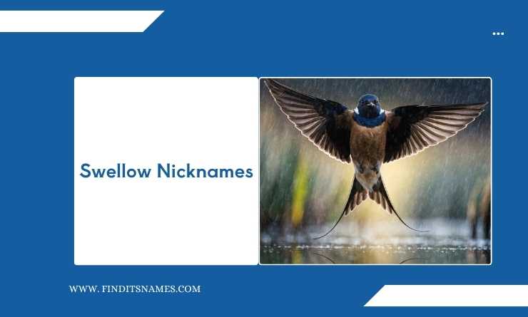 Swellow Nicknames