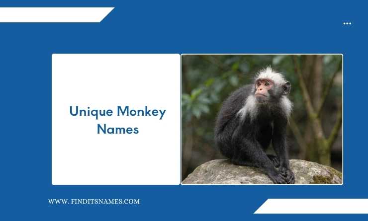 Unique Monkey Names