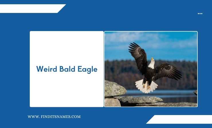 Weird Bald Eagle
