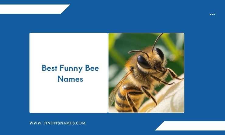Best Funny Bee Names