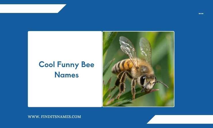 Cool Funny Bee Names