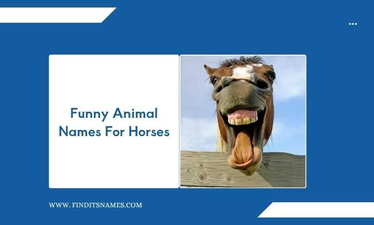 Funny Animal Names For Horses