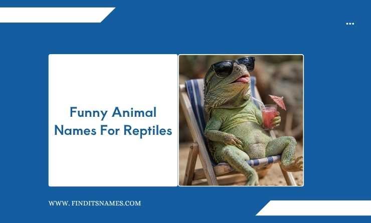 Funny Animal Names For Reptiles
