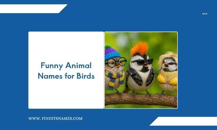 Funny Animal Names for Birds