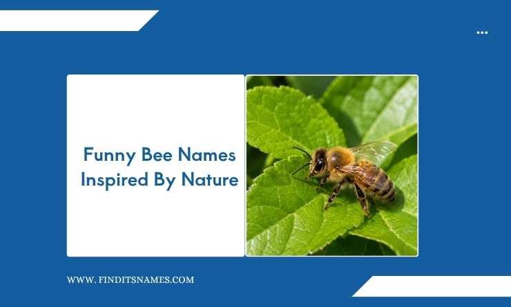 Funny Bee Names Inspired By Nature