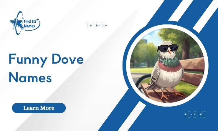Funny Dove Names