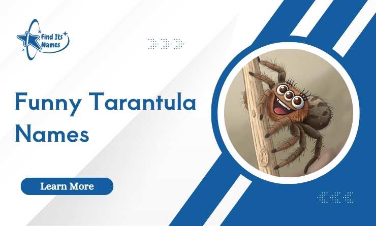 Funny Tarantula Names