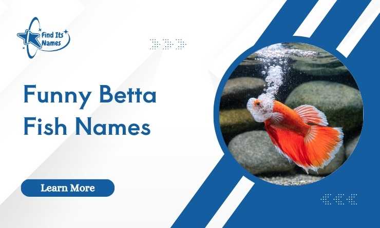 400+ Funny Betta Fish Names [That’ll Make You Cackle!]
