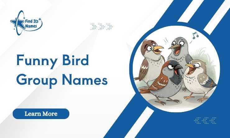 Funny Bird Group Names