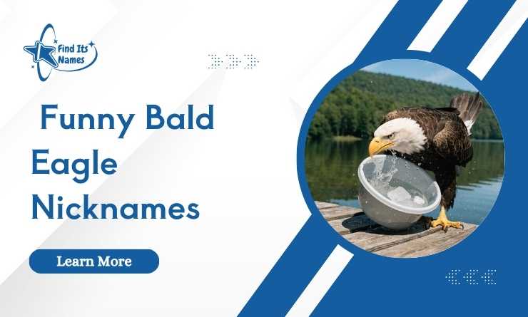 Funny Bald Eagle Nicknames