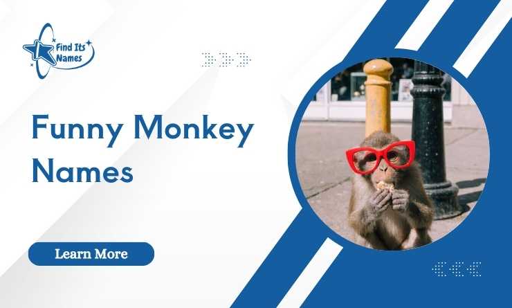 Funny Monkey Names